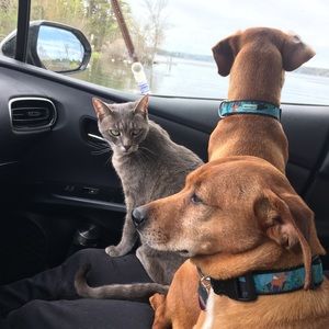 Meet your Posher, Abby